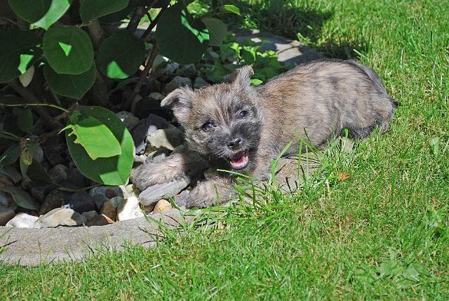 Fynn als Welpe 069.jpg